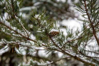 
                                            7 декабря в Туле ожидается за сутки до 16 мм осадков в виде мокрого снега
                                    
