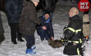 Перегретые моржи, собаки на льдинах и искусственное дыхание коту: как тульские спасатели выручали животных