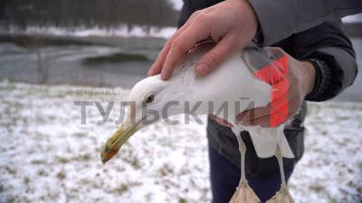 
                                            Сотрудники «Первого Тульского» спасли жизнь чайке со сломанным крылом
                                    