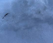 
                                            «Страшно, очень страшно»: в Тульской области снова появились снежные блохи
                                    