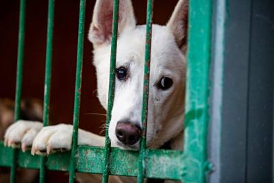 
                                            В Туле приют "Любимец" объявил дни помощи животным без куратора
                                    