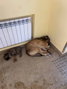 
                                            В Веневе неизвестные подкинули коробку с щенками в отделение банка
                                    