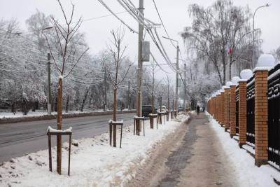 «Зачем сажать деревья под провода?»: туляков волнует судьба саженцев на улице Тимирязева