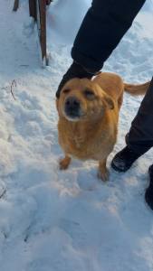 
                                            Дика ищет дом: в Туле собака осиротела после смерти хозяина на пожаре
                                    