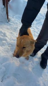 
                                            Дика ищет дом: в Туле собака осиротела после смерти хозяина на пожаре
                                    